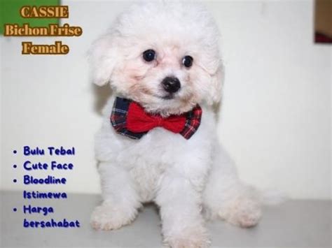 harga anjing bichon frise.